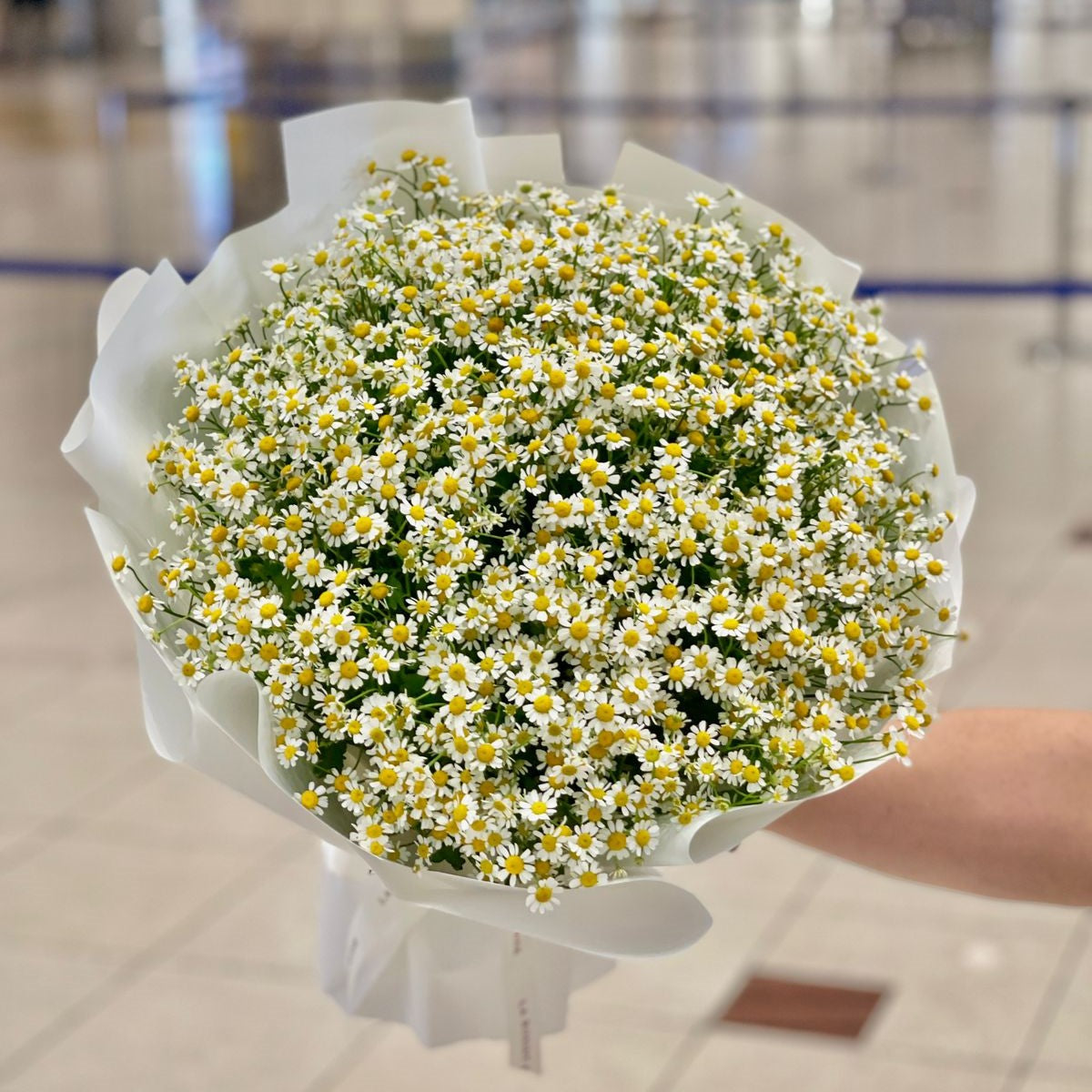 Sweet Daisies